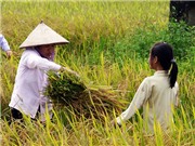 Bóng đá anh, ngoại hạng anh, lịch thi đấu euro 2012, Mùa gặt